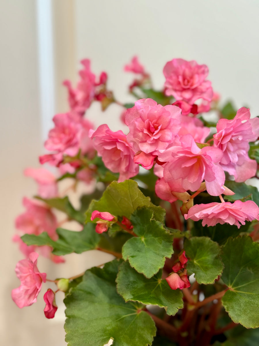 Rieger Begonias – Happy Sunrize