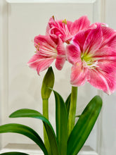 Load image into Gallery viewer, Amaryllis
