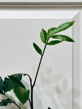 Load image into Gallery viewer, Natal mahogany (Trichilia emetica)