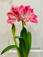 Load image into Gallery viewer, Amaryllis