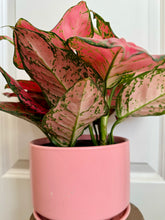 Load image into Gallery viewer, Red Valentine Chinese Evergreen (Aglaonema)