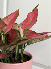 Load image into Gallery viewer, Red Valentine Chinese Evergreen (Aglaonema)