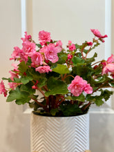 Load image into Gallery viewer, Rieger Begonias