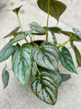 Load image into Gallery viewer, Silver leaf Philo (Philodendron Brandtianum)