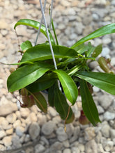 Load image into Gallery viewer, Pitcher Plants (Nepenthes)