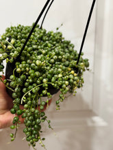 Load image into Gallery viewer, Variegated String of Pearls (Senecio or Curio rowleyanus f. variegatus)