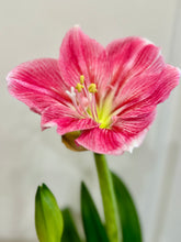 Load image into Gallery viewer, Amaryllis