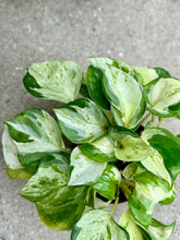 Load image into Gallery viewer, Manjula Pothos (Epipremnum aureum)