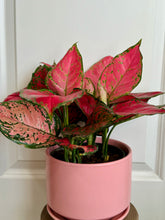 Load image into Gallery viewer, Red Valentine Chinese Evergreen (Aglaonema)