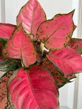 Load image into Gallery viewer, Red Valentine Chinese Evergreen (Aglaonema)