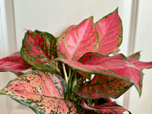 Load image into Gallery viewer, Red Valentine Chinese Evergreen (Aglaonema)
