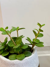 Load image into Gallery viewer, Peperomia Hope (Peperomia Tetraphylla )