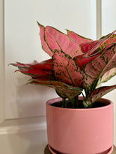 Load image into Gallery viewer, Red Valentine Chinese Evergreen (Aglaonema)