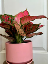 Load image into Gallery viewer, Red Valentine Chinese Evergreen (Aglaonema)