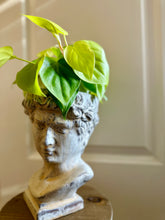 Load image into Gallery viewer, Almost David’s Bust