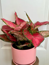 Load image into Gallery viewer, Red Valentine Chinese Evergreen (Aglaonema)