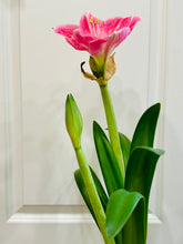 Load image into Gallery viewer, Amaryllis