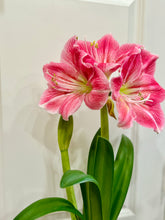 Load image into Gallery viewer, Amaryllis