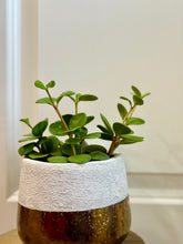 Load image into Gallery viewer, Peperomia Hope (Peperomia Tetraphylla )