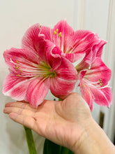 Load image into Gallery viewer, Amaryllis