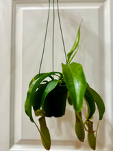 Load image into Gallery viewer, Pitcher Plants (Nepenthes)
