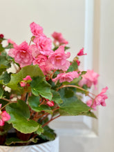 Load image into Gallery viewer, Rieger Begonias