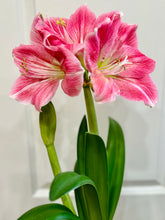 Load image into Gallery viewer, Amaryllis