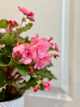 Load image into Gallery viewer, Rieger Begonias