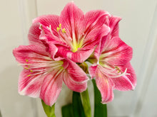 Load image into Gallery viewer, Amaryllis