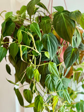 Load image into Gallery viewer, Velvet Heartleaf Philodendron (Philodendron Micans )