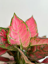 Load image into Gallery viewer, Red Valentine Chinese Evergreen (Aglaonema)