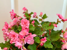 Load image into Gallery viewer, Rieger Begonias