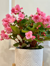 Load image into Gallery viewer, Rieger Begonias