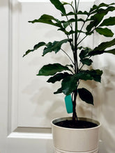 Load image into Gallery viewer, Natal mahogany (Trichilia emetica)