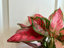 Load image into Gallery viewer, Red Valentine Chinese Evergreen (Aglaonema)
