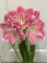 Load image into Gallery viewer, Amaryllis