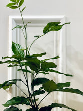 Load image into Gallery viewer, Natal mahogany (Trichilia emetica)