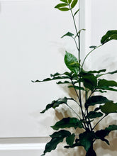 Load image into Gallery viewer, Natal mahogany (Trichilia emetica)