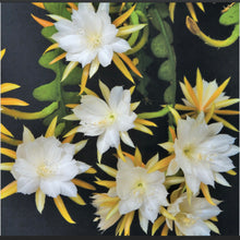 Load image into Gallery viewer, Web photo, Not our photo