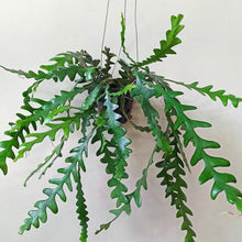 Load image into Gallery viewer, Ric Rac Cactus (Epiphyllum anguliger)