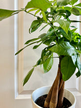 Load image into Gallery viewer, Money Tree (Pachira)
