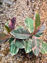 Load image into Gallery viewer, Ficus Elastica Red Ruby