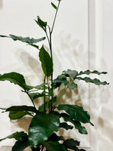 Load image into Gallery viewer, Natal mahogany (Trichilia emetica)