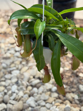 Load image into Gallery viewer, Pitcher Plants (Nepenthes)