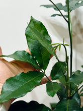 Load image into Gallery viewer, Natal mahogany (Trichilia emetica)