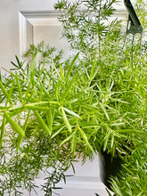 Load image into Gallery viewer, Asparagus fern (asparagus Spre)