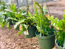 Load image into Gallery viewer, Ric Rac Cactus (Epiphyllum anguliger)