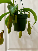 Load image into Gallery viewer, Pitcher Plants (Nepenthes)