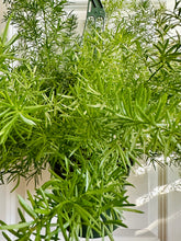 Load image into Gallery viewer, Asparagus fern (asparagus Spre)