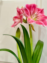 Load image into Gallery viewer, Amaryllis